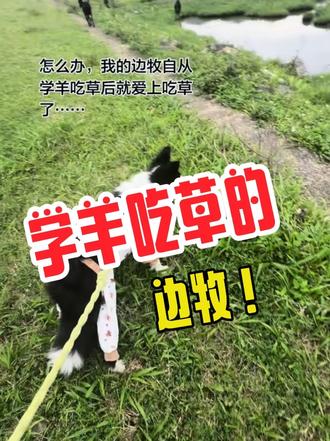 我的小羊🐑 同时拥有了小狗和小羊,太值啦~#真实生活分享计划#狗狗 #懒洋洋配音 #边牧 #狗狗的心思都写在脸上了
