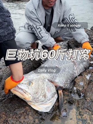 60斤的娩鱼,还有三十斤的鱼仔,太过瘾了,引来的鱼根本抓不完,喜欢抓鱼的有福了#在农村生活 #解压视频 #乡村生活 #赶海人 #喜欢抓鱼的有福了
