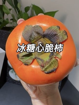 #糖心巧克力脆柿 是一款巨脆巨甜的水果 #巧克力脆柿子 #强烈推荐 #应季水果 #新鲜采摘