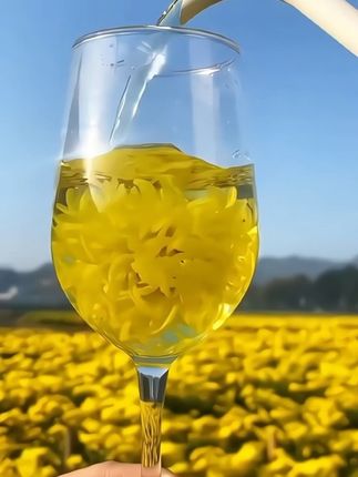 金丝皇菊一朵泡一杯,口感清爽,不苦不涩#菊花茶#金丝皇菊#花茶#好喝不贵 #茶