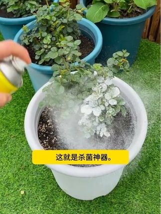 #月季 长出这样的心芽嫩芽,都要抓紧给它们都喷一喷,接下来你的月季就很难,再有病害,#植物花叶康 #如果丰收农作物会说话