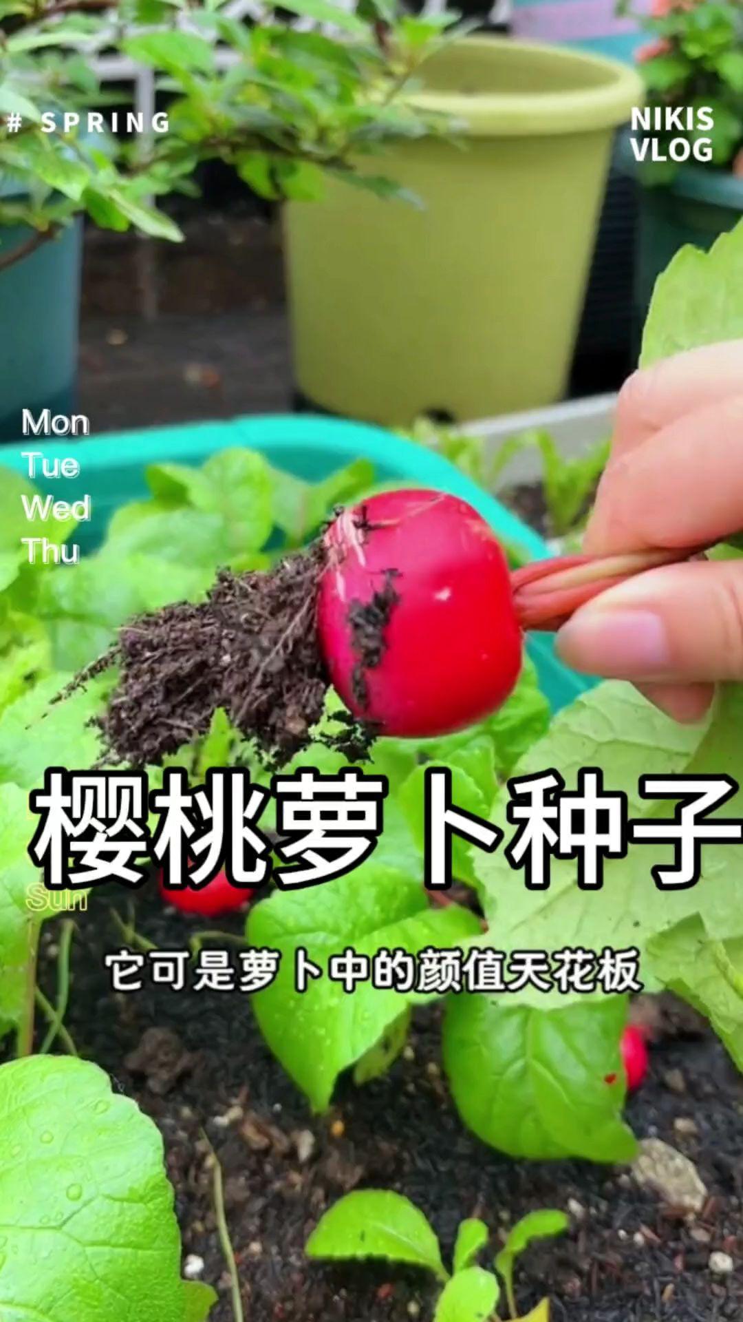 这个好看又好吃的樱桃小萝卜,从种植到采收仅需要30天左右,非常适合家庭盆栽#种植小技巧 #樱桃小萝卜 #阳台种菜