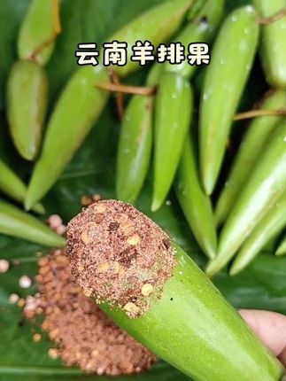 云南人看见都会流口水🤤的羊排果,酸爽过瘾,你吃过吗?#云南羊排果 #酸爽的感觉 #舌尖上的味道 #上热门🔥