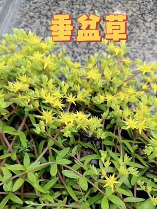 垂盆草#一花一草一世界 #记录生活 #花卉绿植 #绿植盆栽 #植物科普小知识 @DOU+小助手 @DOU+上热门