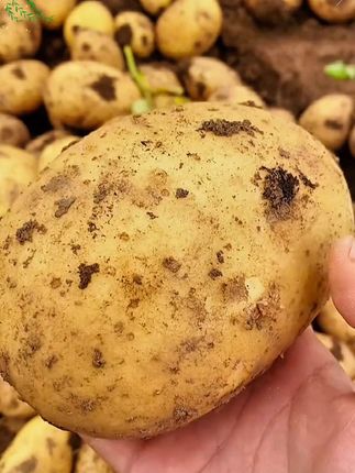 甘肃定西头茬黄心土豆,口感沙面,味道特别好!#优质农产品 #定西土豆 #挖土豆#土豆 #沙面土豆
