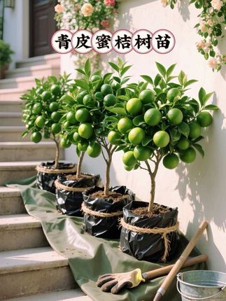 家人们,想在家实现青皮蜜桔自由吗~这款青皮蜜桔树苗不容错过!它适应性强,南北方都能扎根生长。树苗经过精心培育,根系发达,种下后极易成活。 待它茁壮成长,满树金黄的蜜桔挂满枝头,既赏心悦目,又能让你品尝到甜蜜多汁的美味。自己种植,绿色健康。闲暇时光,侍弄果树,享受田园之乐,收获甜蜜果实。赶紧带棵树苗回家开启种植之旅吧! #青皮蜜桔树苗 #果树种植 #我的乡村生活 #超便宜超划算 #抖音新农人@抖加🔥上热门🔥dou+🔥热点宝