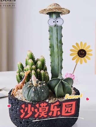 【沙漠乐园】仙人掌盆栽植物室内绿植花卉办公室桌面解压送礼礼物#仙人掌 #绿植盆栽 #好养的绿植 #绿植盆景 #花卉绿植