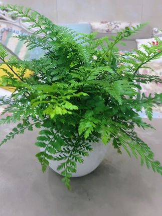 #吉姆蕨盆栽#绿植盆栽 #水培植物