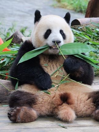 看看我们五宝是如何吃大竹叶的,聪明的五娃#大熊猫莽小五 #国宝大熊猫 #我的心上熊莽小五 #也太可爱了吧