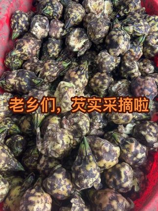 老乡们,新鲜采摘的鸡头米#芡实#鸡头米#农产品 #返乡创业新农人