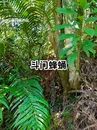 斗门野生蜂蛹,新鲜下山货,欢迎到店自提!