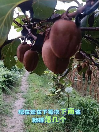 湿哒哒的一整天#翠香猕猴桃#乡村生活 #家乡特产