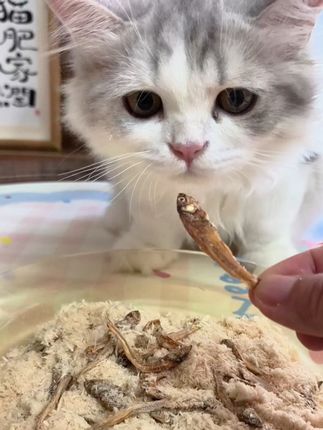 佰萃冻干肉松,拿捏挑嘴小猫咪#肉松#佰萃#养猫人#萌宠好物