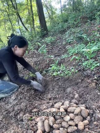 吃过冬麻吃过春麻,白头白头麻你吃过没有#天麻炖鸡 #小草坝天麻