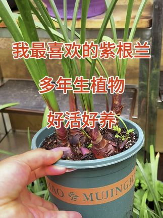 #紫根兰 #花卉绿植 #于姐教你养紫根兰 #种植小技巧 #养护小知识