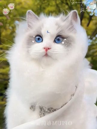 #最萌布偶猫 #萌宠 #小奶猫 #也太可爱了吧 #仿真布偶猫包包