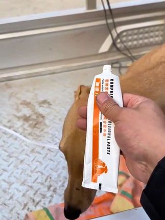 #格力犬 #惠比特 #灵缇犬格力犬惠比特 #狗狗 #猎犬热爱