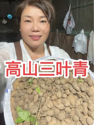 永嘉高山三叶青,你们喜欢吗?#三叶青
