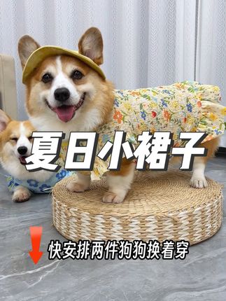 带小狗出门溜溜时,可以穿上这个便宜又漂亮还可以防晒的小裙子~ 快安排上!#柯基 #狗狗裙子 #狗狗衣服夏 #狗狗