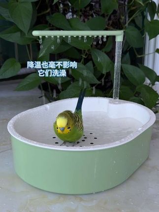 不给洗澡就自己跑厨房去找水洗 #鹦鹉 #萌宠 #鹦鹉爱洗澡 #鹦鹉洗澡盆