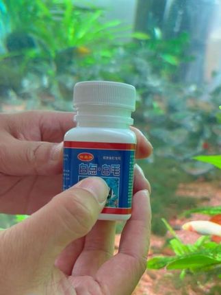 鹦鹉鱼长白毛怎么办? #鱼缸养鱼