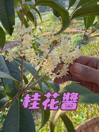 院子里的桂花开了,摘了一点来做桂花酱,又香又甜#青年创作者成长计划 #我的乡村生活