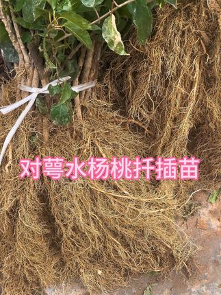 对萼水杨桃扦插苗发货了