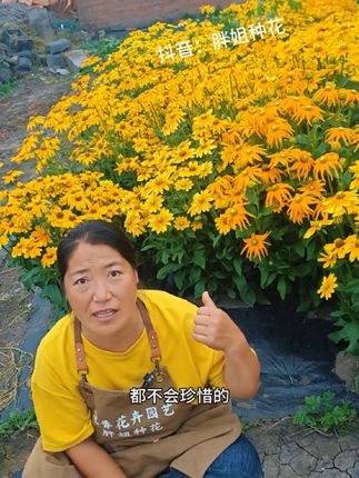 宿根耐寒花卉金光菊,种一次可以看一辈子的花,主打就是一个长长久久#金光菊花 #金光菊种子 #金光菊