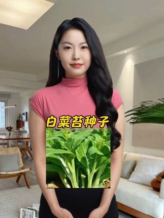 #蔬菜种子#白菜苔种子#种菜小技巧 #阳台小院均可种植 #超便宜超划算
