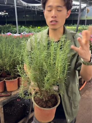 #迷迭香 迷迭香盆栽多年生观赏植物特价,好看实惠#好物推荐🔥 #超便宜超划算 #迷迭香盆栽 #观赏植物 @DOU+小助手 @DOU+上热门