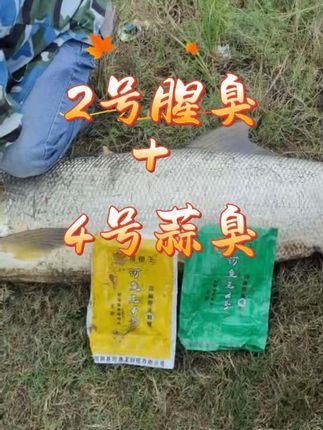 河鱼王2号腥臭搭配4号蒜臭,上巨鱤#河鱼王