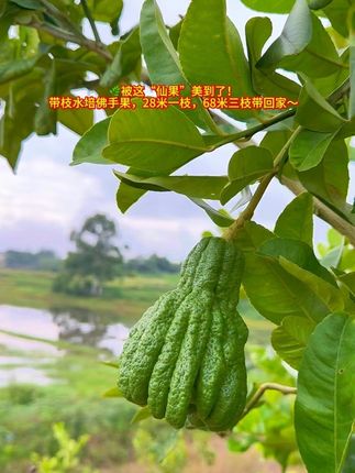 #新农人计划 🌿被这“仙果”美到了!带枝水培佛手果 它叫佛手,寓意佛手佛寿,健康长寿,摆在家里超有格调! 果子观赏期很长,从清新翠绿慢慢蜕变成明黄,就像把一段时光的美浓缩在枝头~ 喜欢的朋友快来找我,把这份“福寿”和雅致带回家✨