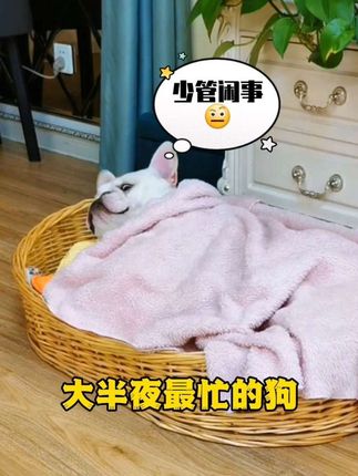 大半夜最忙的狗,没有之一! #狗子的迷惑行为 #搞笑萌宠#法斗 #傻狗的日常 #法斗蠢萌