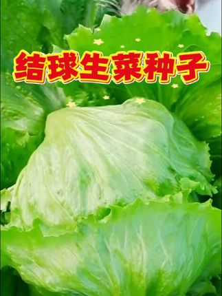 结球生菜种子