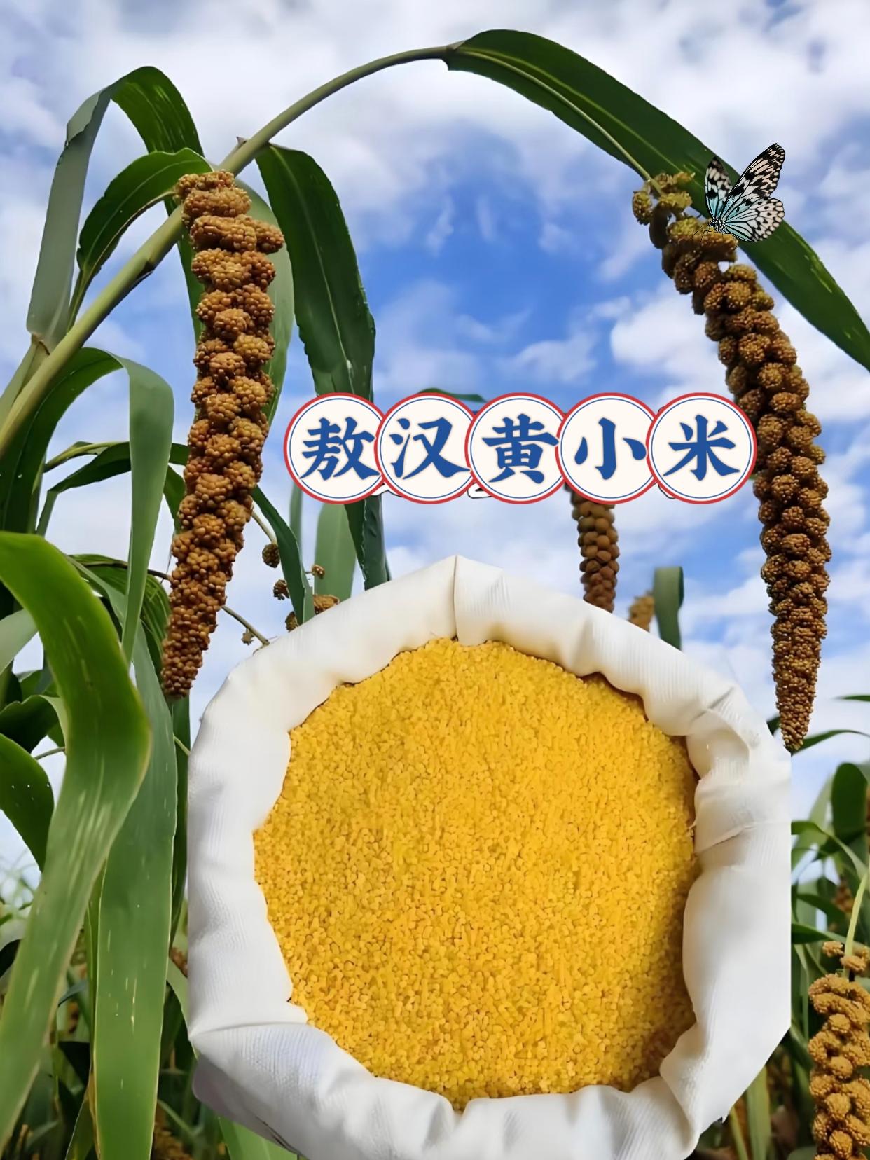 敖汉黄小米。#好物推荐🔥 #美食分享 #抖音美食推荐官 #好吃到停不下来 #快来一起尝个鲜
