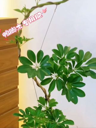 #鸭掌木专用肥 #鸭脚木肥料 #鸭脚木种植 #鸭掌木养护 #鸭脚木黄叶枯萎掉叶怎么补救