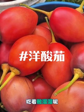 云南芒市树番茄酱真的是万年推荐,真的很好吃,万能蘸料#云南特产 #拌饭酱 #树番茄 #洋酸茄 #优质农产品