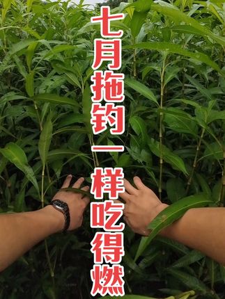 猪肉颗粒拖钓鲫鱼,夏天一样吃得燃! #路亚钓鱼 #男人的快乐就是这么简单 #爱钓鱼 #野钓路亚