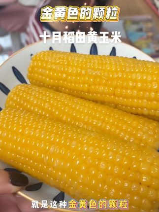 早餐不知道是什么的,可以试试十月稻田它们家的头茬糯玉米#十月稻田 #黄玉米 #糯玉米 #头茬玉米