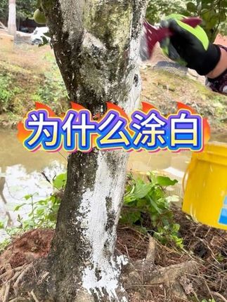 天凉以后把它刷到树干上,不仅能缓解昼夜温差带来的冻害开裂 天凉以后把它刷到树干上,不仅能缓解昼夜温差带来的冻害开裂,还能清理掉躲藏在树干里越冬的虫子和虫卵!#病虫害防治#树干涂白#果树涂白#树干涂白剂#果园管理