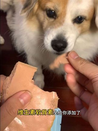 这个小狗饭咱每天安排一包都不心疼,多囤价格更优惠。#宠物湿粮 #小狗饭 #每日分享