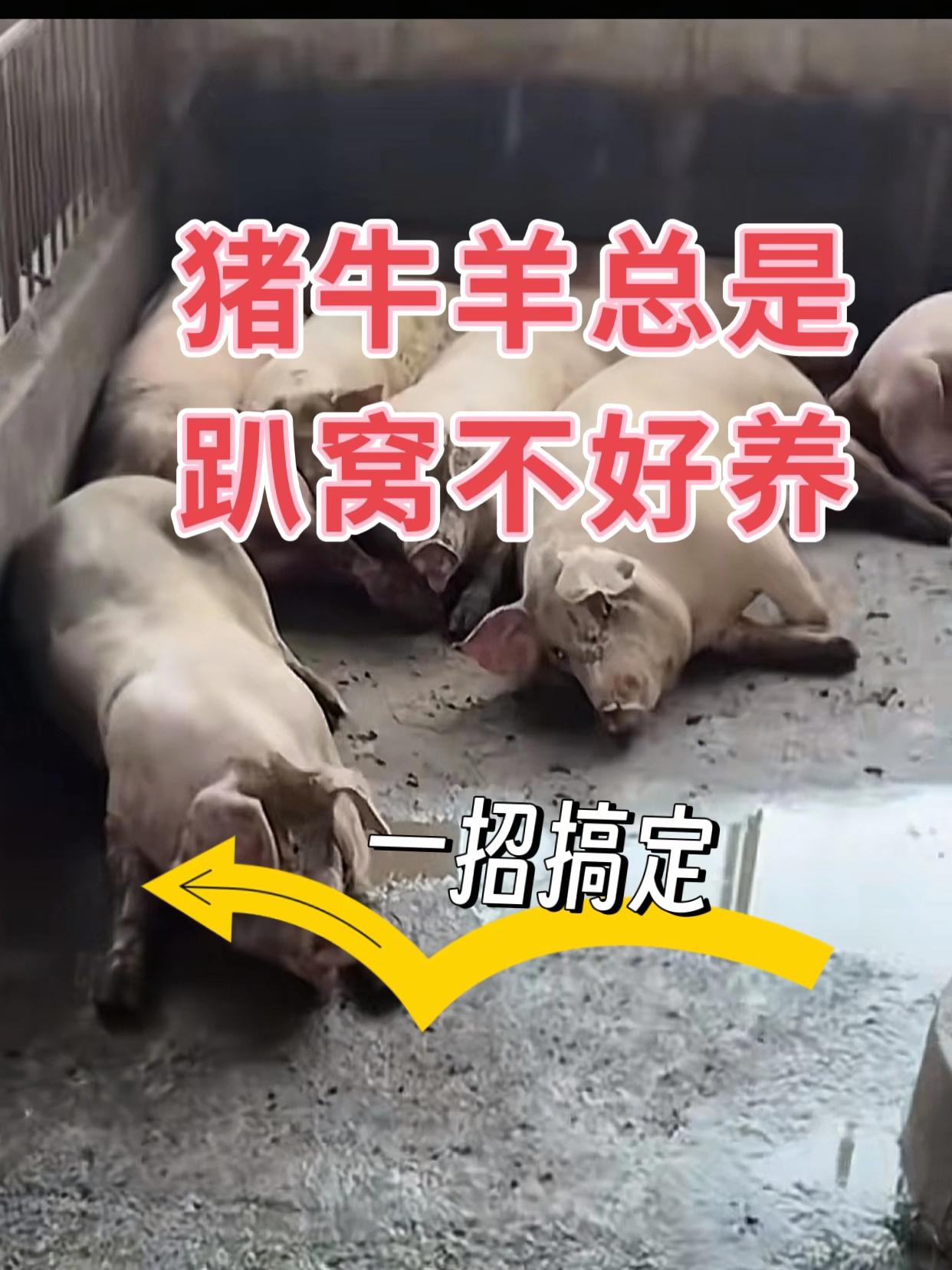 #养殖技术 #三农养殖 #每日分享 #科学养殖 #养殖户