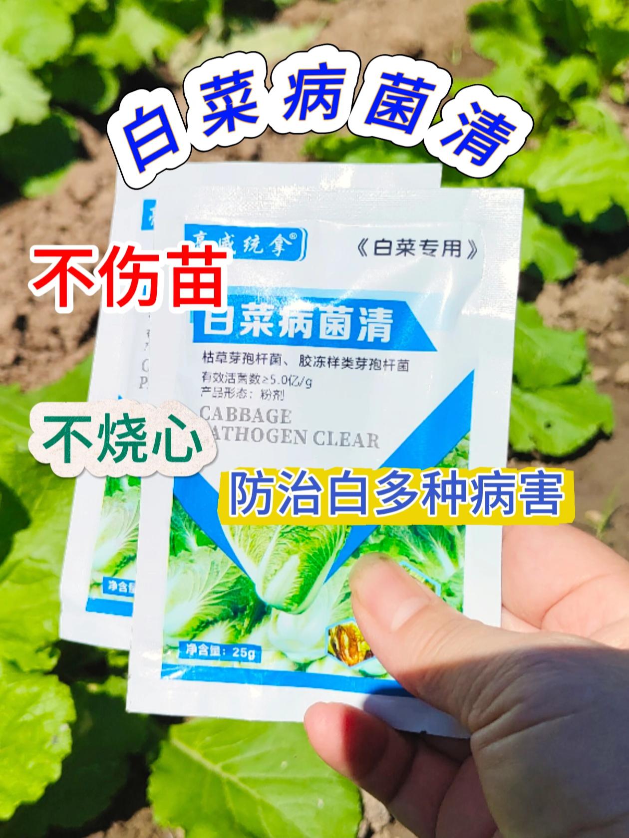 白菜病菌清。使用简单方便,兑水喷施,药液能快速附着在叶片上形成保护屏障,既除已有病害,又能预防新的侵害。让白菜在生长期始终保持翠绿挺拔,颗颗结实无病害。