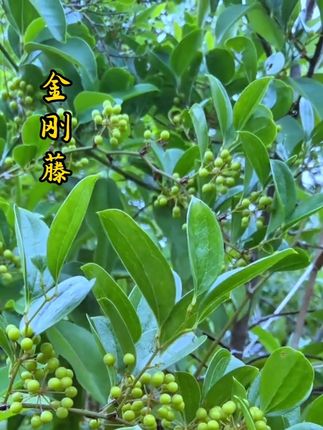 #植物科普 #一日一植物 #大自然的馈赠 #农村土方法 #金刚藤