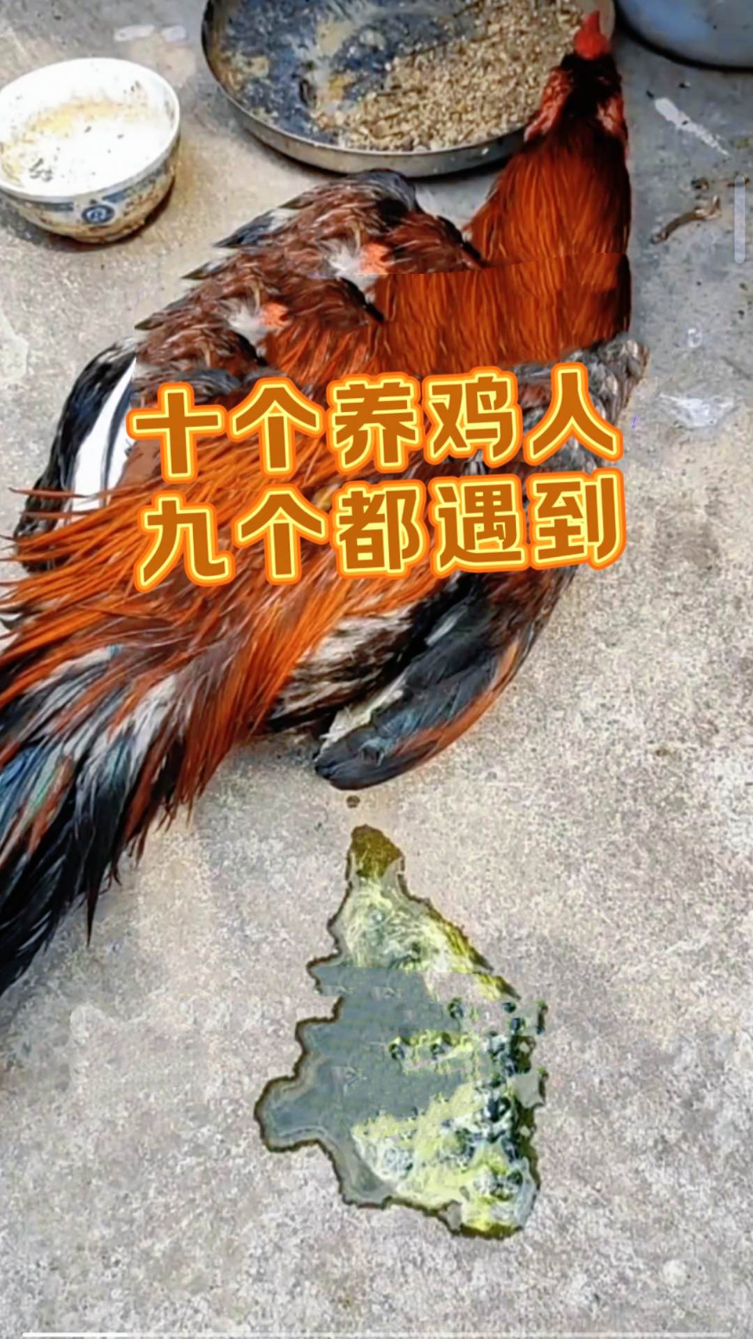 阎王手里救鸡命。#鸡病防治 #禽病防治 #鸡呼噜 #鸡呼噜咳嗽流鼻涕 #科学养鸡