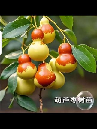 院子里,最吸睛的就是那一串串葫芦枣!小巧玲珑的果子像极了迷你葫芦,青时油亮,熟时泛红,挂满枝头像点亮的小灯笼~微风一吹,果香四溢,甜意扑面而来。它皮实好养,耐旱耐晒,普通土壤就能扎根,不用费心也能年年丰收。咬一口,皮薄肉脆,汁水充盈,甜润中带着独特的清香,让人越吃越上瘾。无论是自己鲜食,还是送给亲友,都是满满的心意与惊喜。这个秋天,让葫芦枣为你家添一抹亮色,也为生活添一份甜意!#枣树苗 #葫芦枣树苗 #果树苗 #沾化冬枣树苗 @抖加🔥上热门🔥dou+🔥热点宝 @DOU+上热门