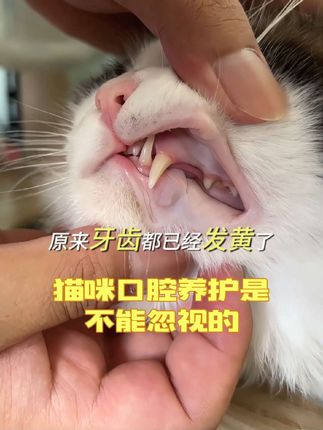 猫咪的口腔养护也是很重要的事情,平时可以用这个清口气护齿喷雾给它们喷一喷。,#爱伦乐口臭克星 #猫咪口臭 #猫咪牙结石 #科学养宠攻略