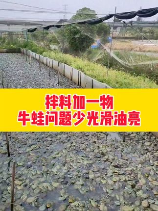 拌料加一物,蛙问题少表皮光滑油亮。#牛蛙养殖 #青蛙养殖 #石蛙养殖 #林蛙养殖 #养蛙人加油