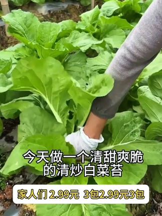 这个#白菜苔 鲜嫩多汁,不管是下火锅还是炒菜都非常鲜美,推荐你也种一些#蔬菜种子 #优质农产品 #农业种植 #特色农产品