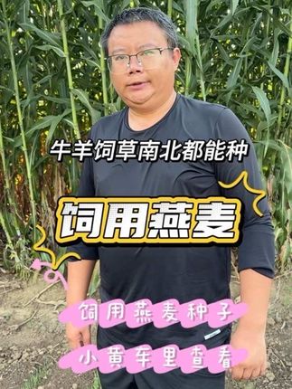 用燕麦饲草养牛羊品质好可以做主食 晒干草个青储南北方都可以种 适应性强,营养价值高#饲用燕麦#燕麦种子#牛羊草料#牧草种植